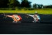 SAB HPS3 3-Blades Main Rotor - ILGoblin 420 / RAW 420 / Mini Genesis SAB HPS3 3-Blades Main Rotor - ILGoblin 420 / RAW 420 / Mini Genesis